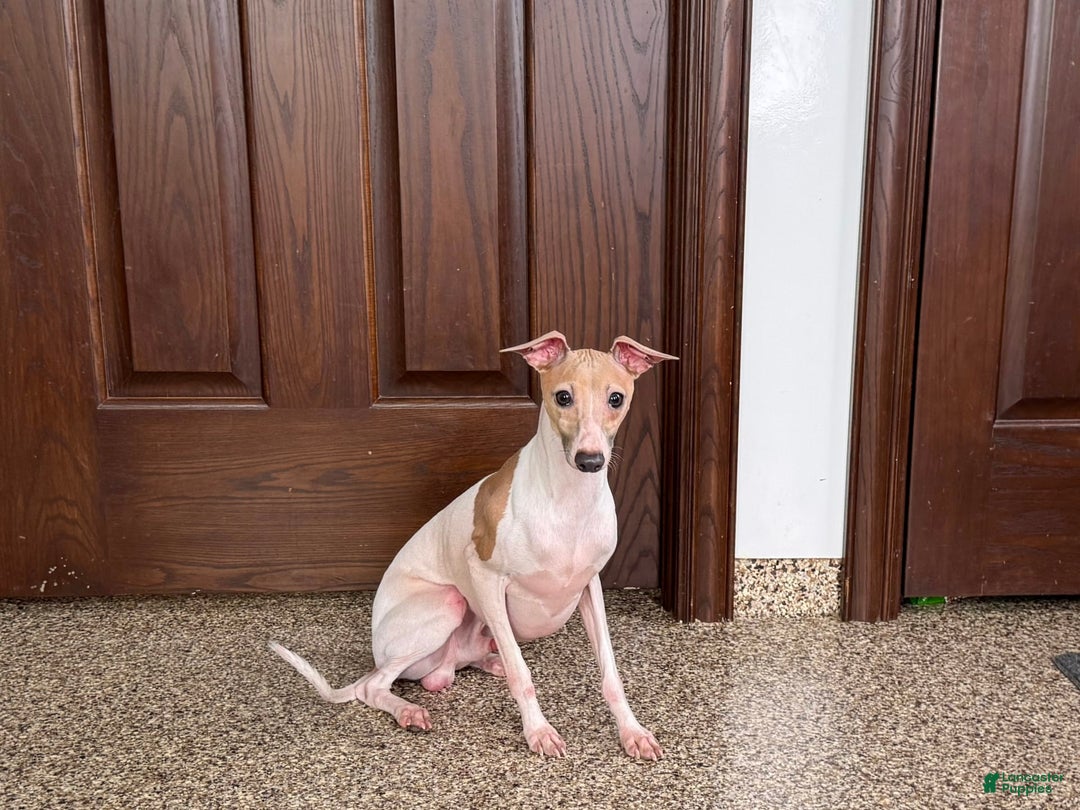 Italian Greyhound dogs for sale: Robbie - Ad 13