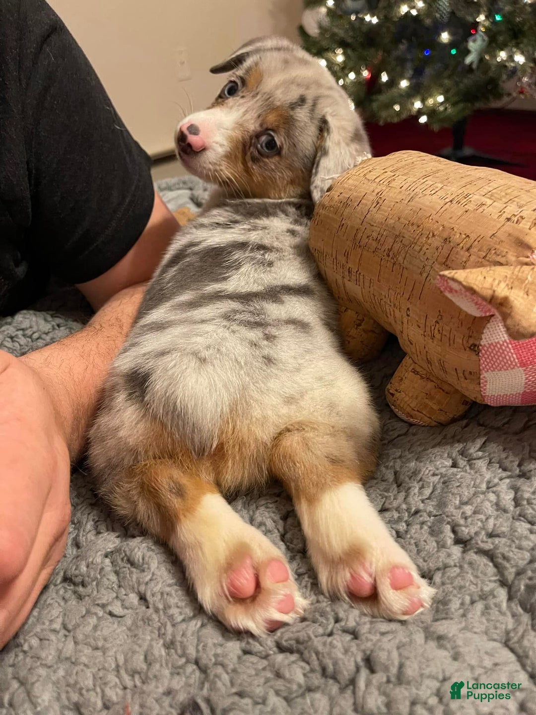 Gallery Image {{count}}