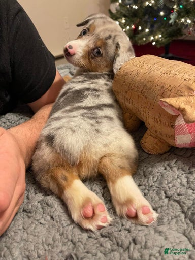 Gallery Image {{count}}