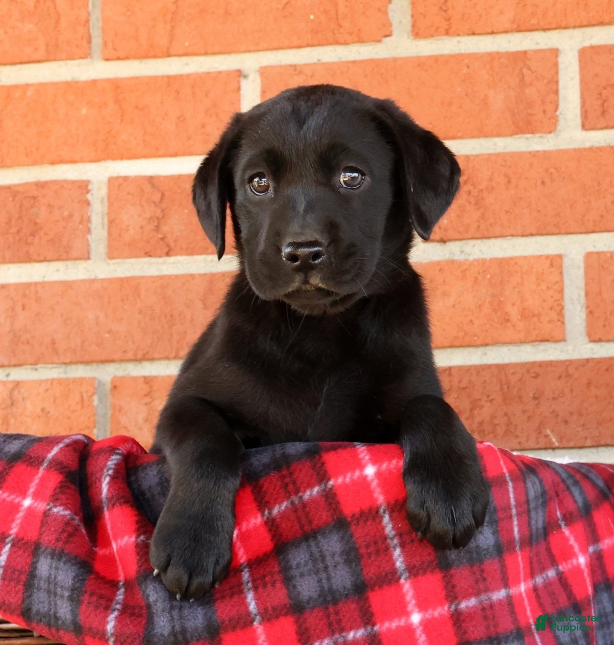 Labrador Retriever dogs Ariel - Ad 1