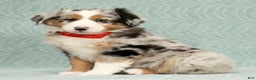 Australian Shepherd dogs for sale: River - Ad 4