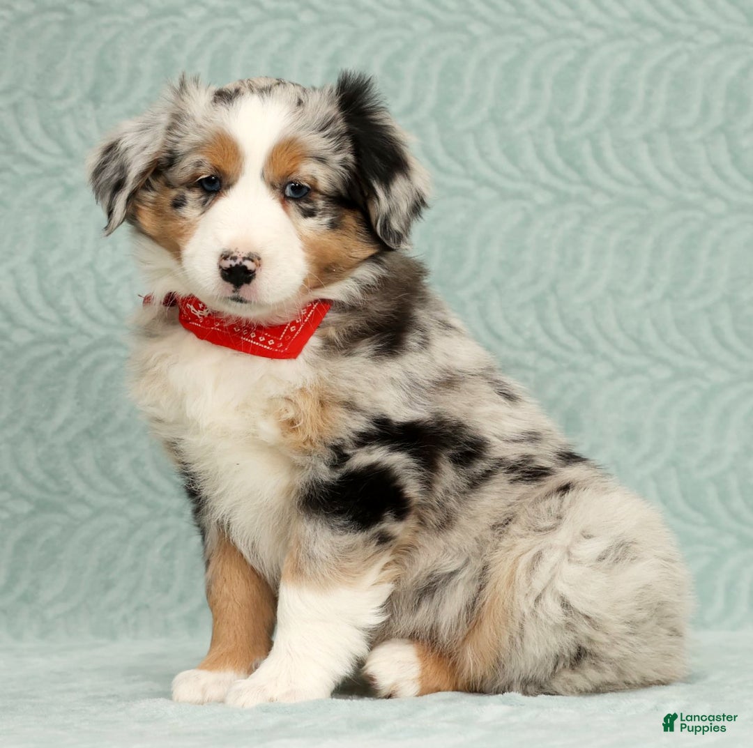 Australian Shepherd dogs for sale: River - Ad 4
