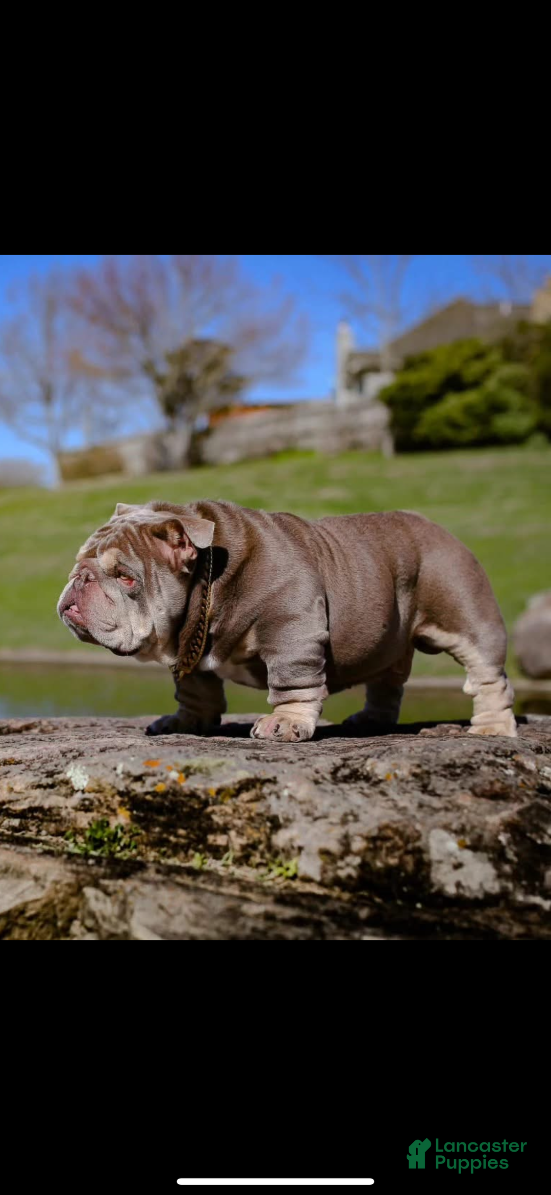English Bulldog dogs for sale: English Bulldog Puppy 3 - Ad 5