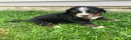 Bernese Mountain Dog dogs for sale: Hope - Ad 6
