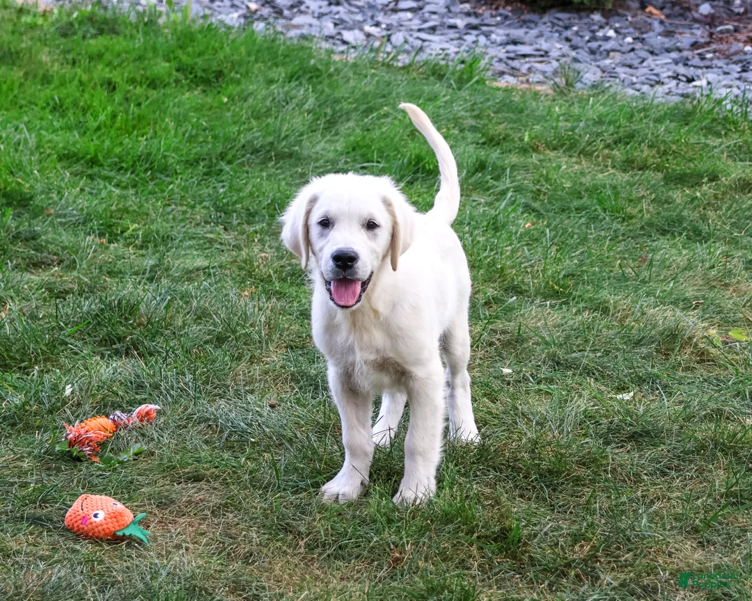 Golden Retriever dogs for sale: Turbo - Ad 2