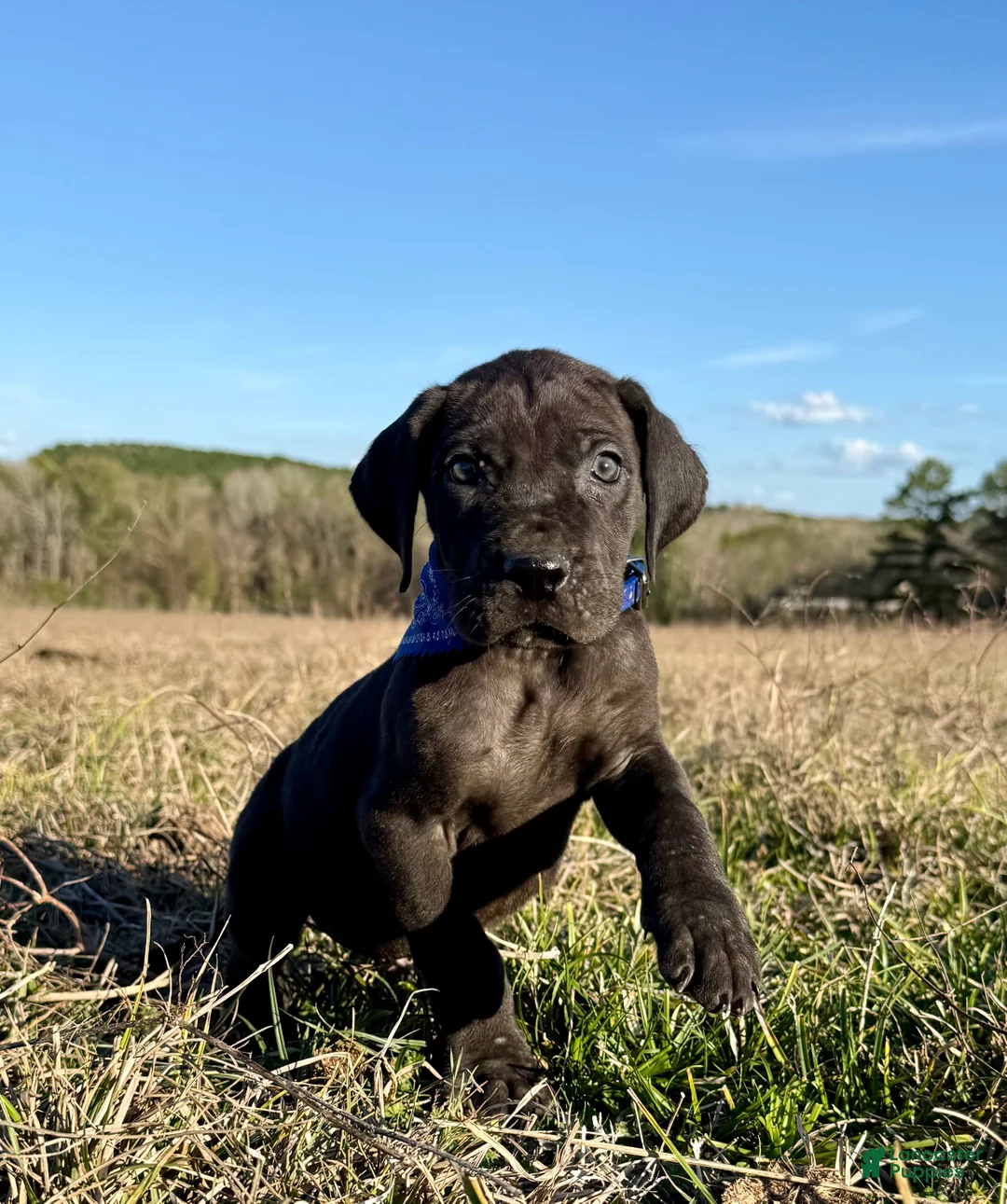Great Dane dogs for sale: Solid Black Alabama - Big Al.  - Ad 2