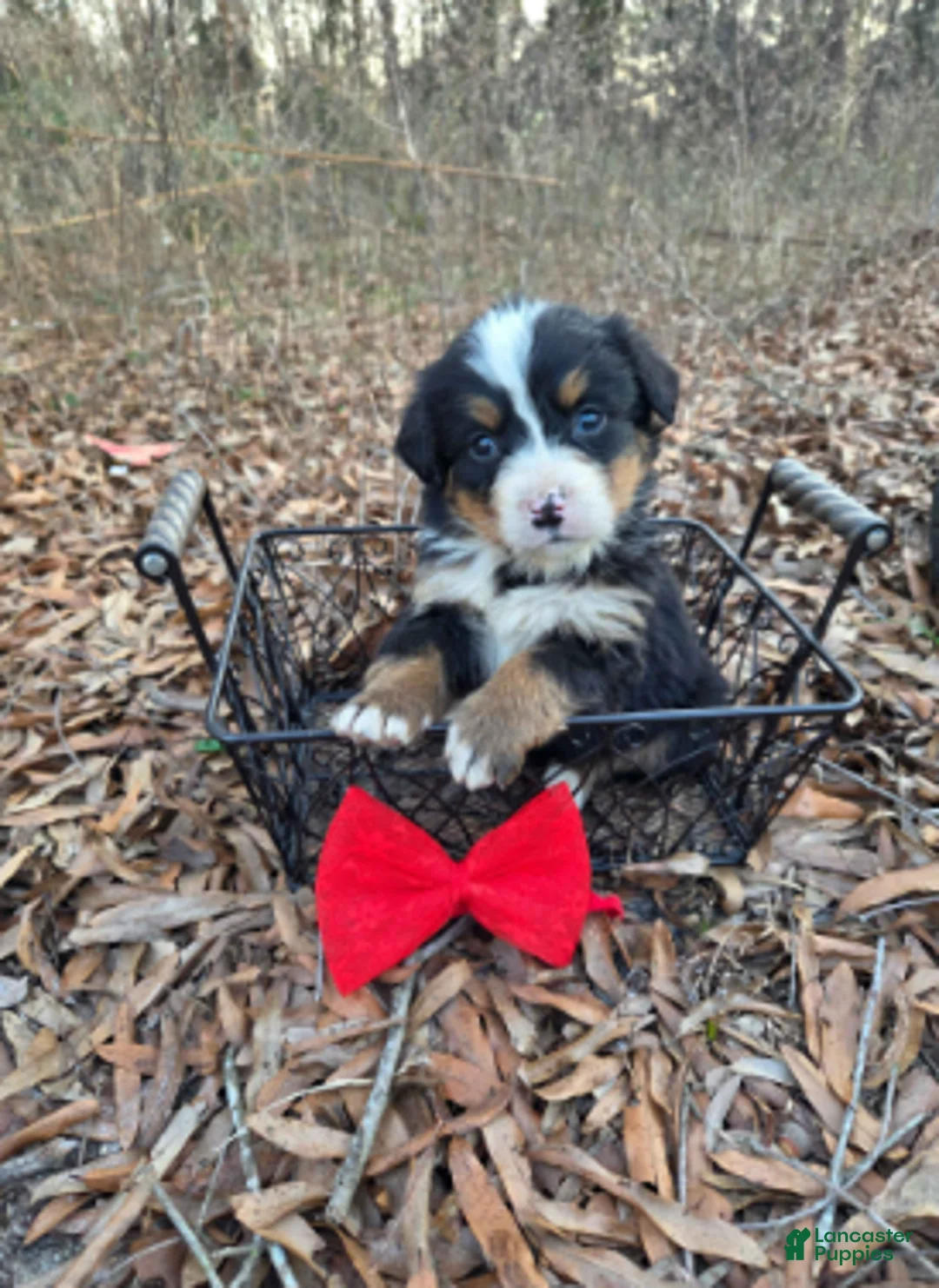 Bernese Mountain Dog dogs for sale: Button - Ad 1