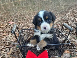 Bernese Mountain Dog dogs Button - Ad 2