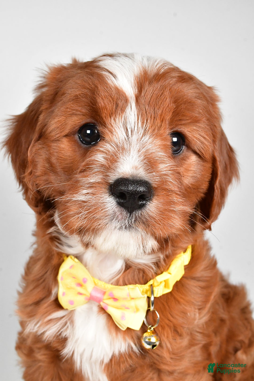 Cavapoo dogs for sale: Leo - Ad 9