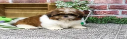 Shih Tzu dogs for sale: Larkspur - Ad 1
