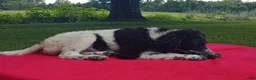 Standard Poodle dogs for sale: Spot - Ad 5