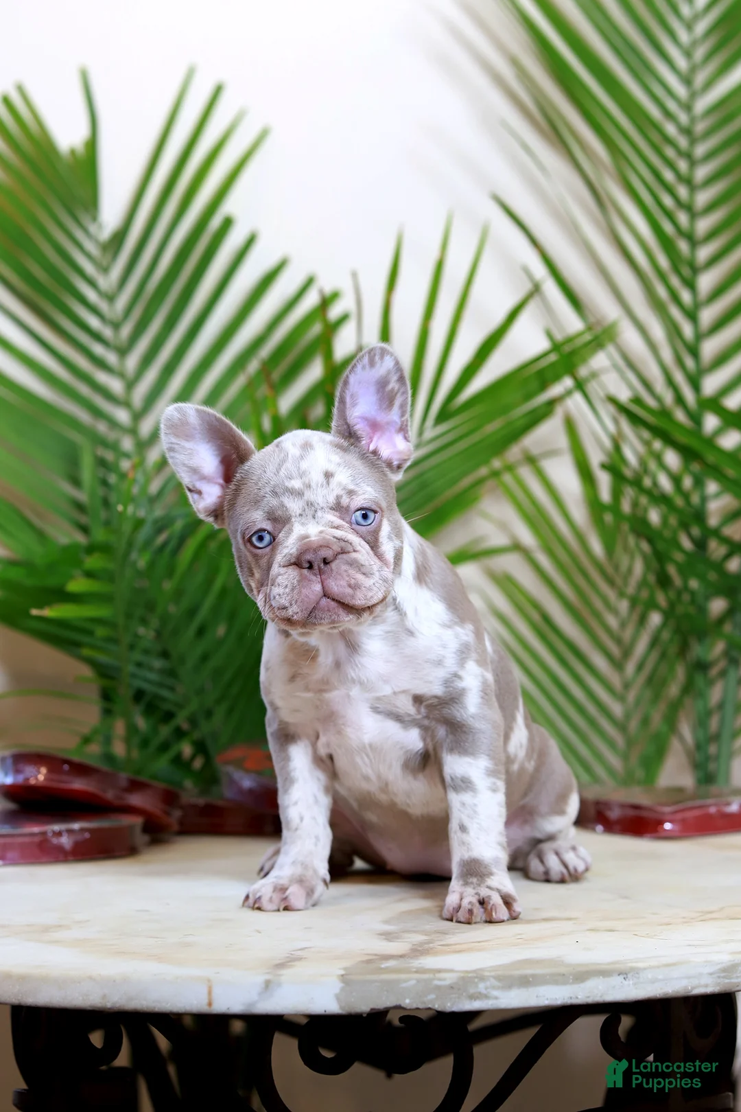 French Bulldog dogs for sale: Milena  - Ad 2