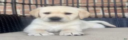 Labrador Retriever dogs for sale: Dusty - Ad 3