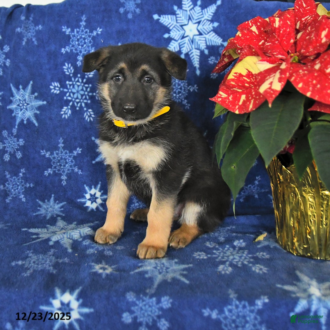 German Shepherd dogs for sale: Nyla - Ad 4