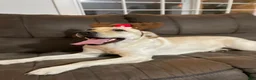 Labrador Retriever dogs for sale: Miles - Ad 6