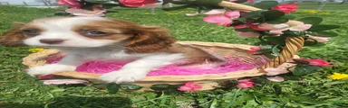 Cavalier King Charles Spaniel Puppy 2