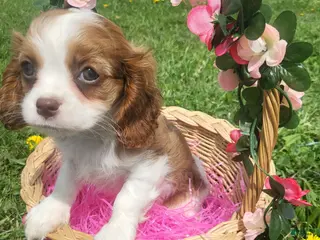 Cavalier King Charles Spaniel dogs for sale: Cavalier King Charles Spaniel Puppy 2 - Ad 2
