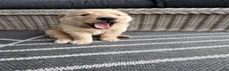 Golden Retriever dogs for sale: Hazel - Ad 7