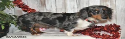 Miniature Dachshund dogs for sale: Gene - Ad 4
