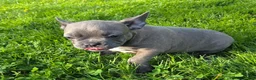 Frenchton dogs for sale: Winston  - Ad 4