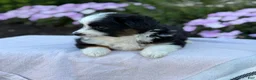 Miniature Australian Shepherd dogs for sale: Apple - Ad 6