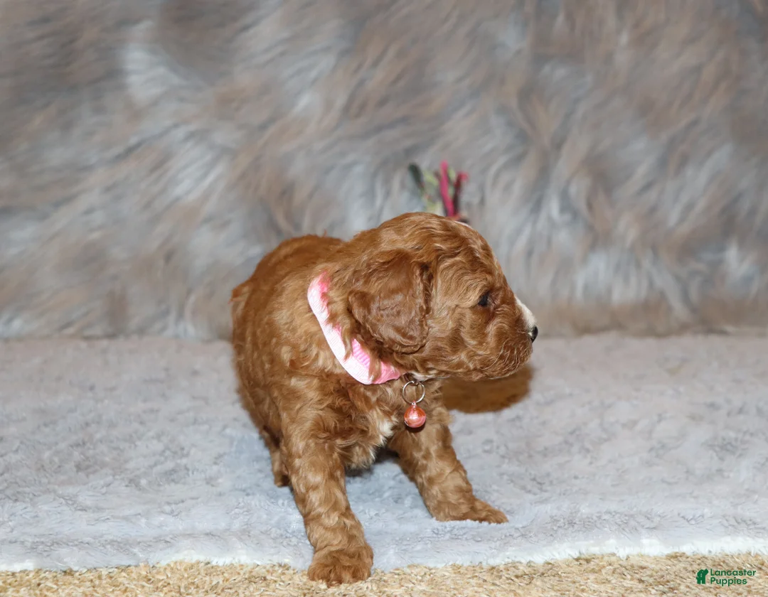Mini Goldendoodle dogs for sale: Willow 🌷 Genetic Clear Parents - Ad 10