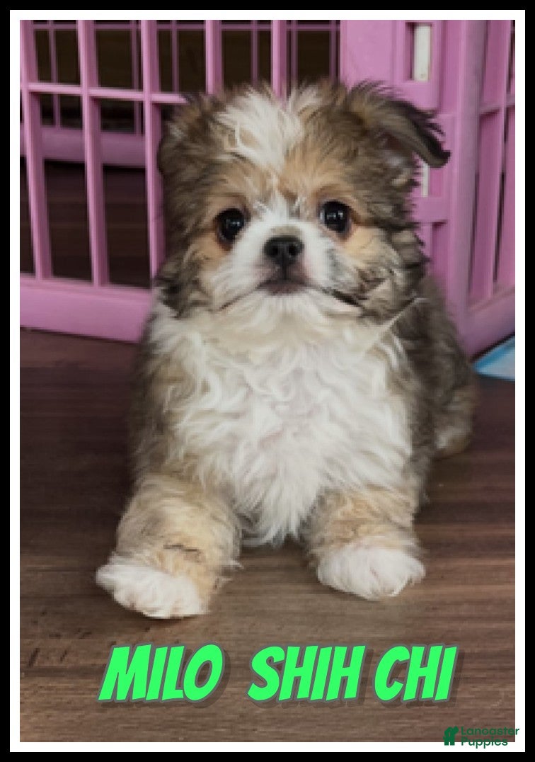 Mixed Breed dogs Milo - Ad 15