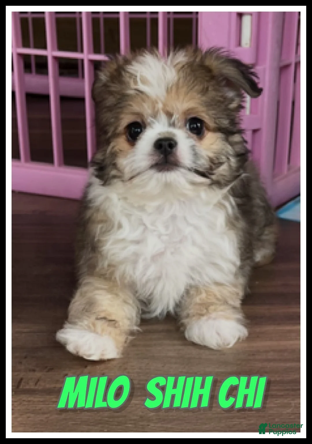 Mixed Breed dogs for sale: Milo - Ad 1