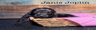 Janis Joplin