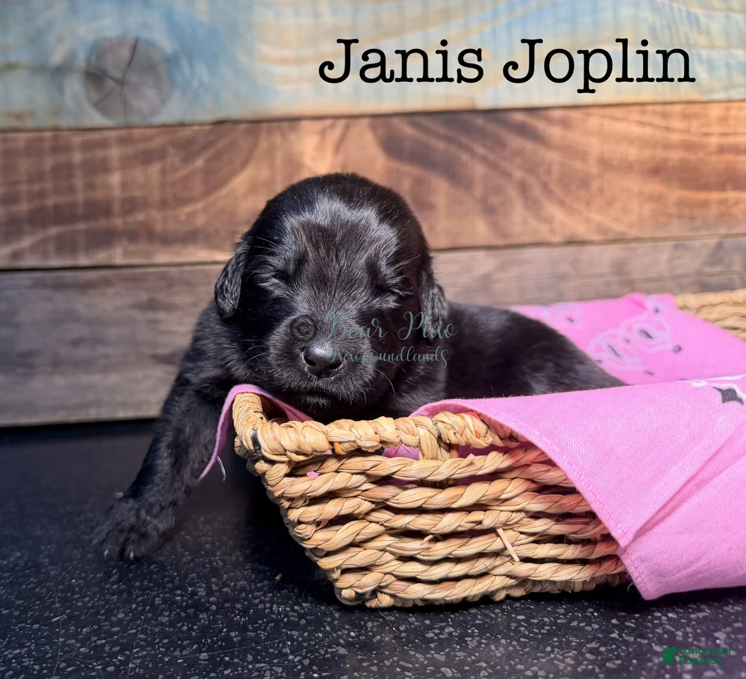 Newfoundland dogs for sale: Janis Joplin - Ad 1