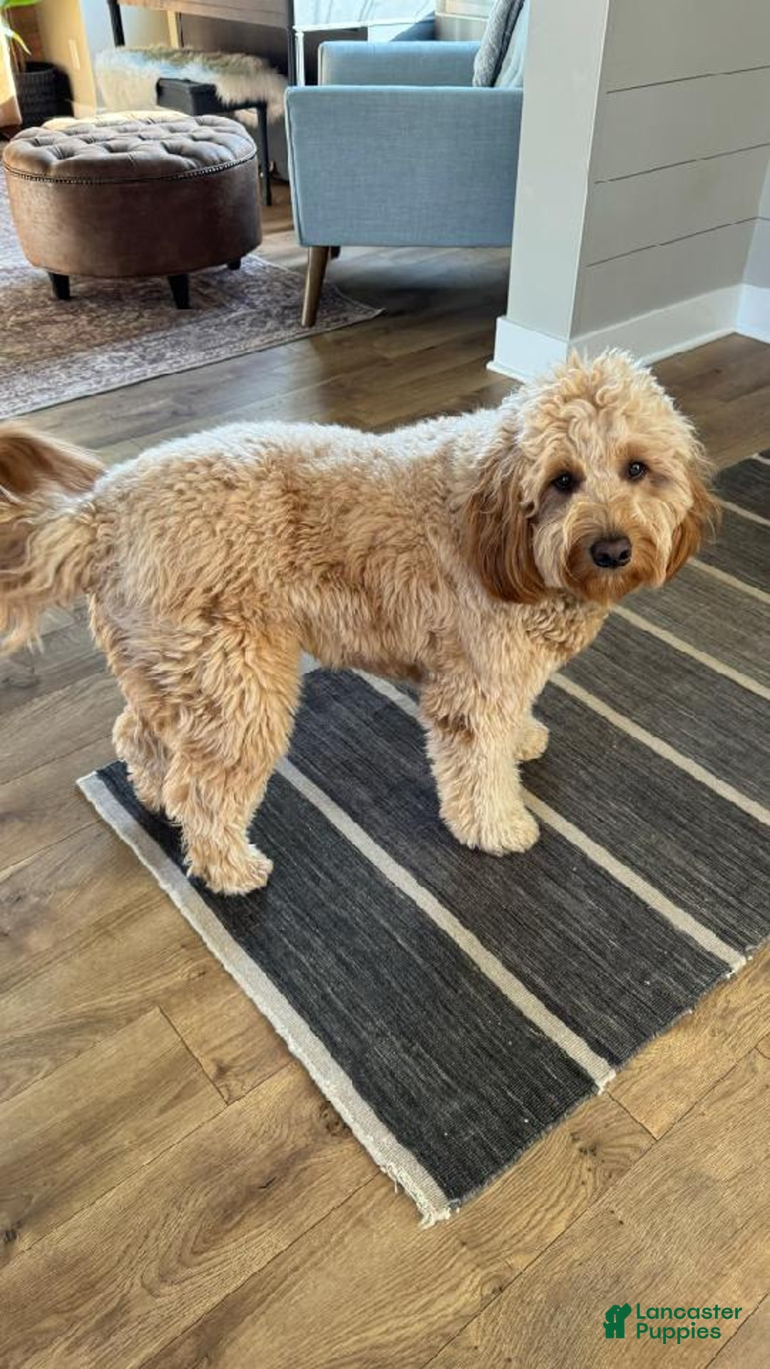 Gallery Image {{count}}