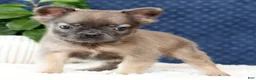 French Bulldog dogs for sale: Nikolas - Ad 2