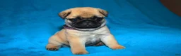 Pug dogs for sale: Pug Puppy 2 - Ad 5