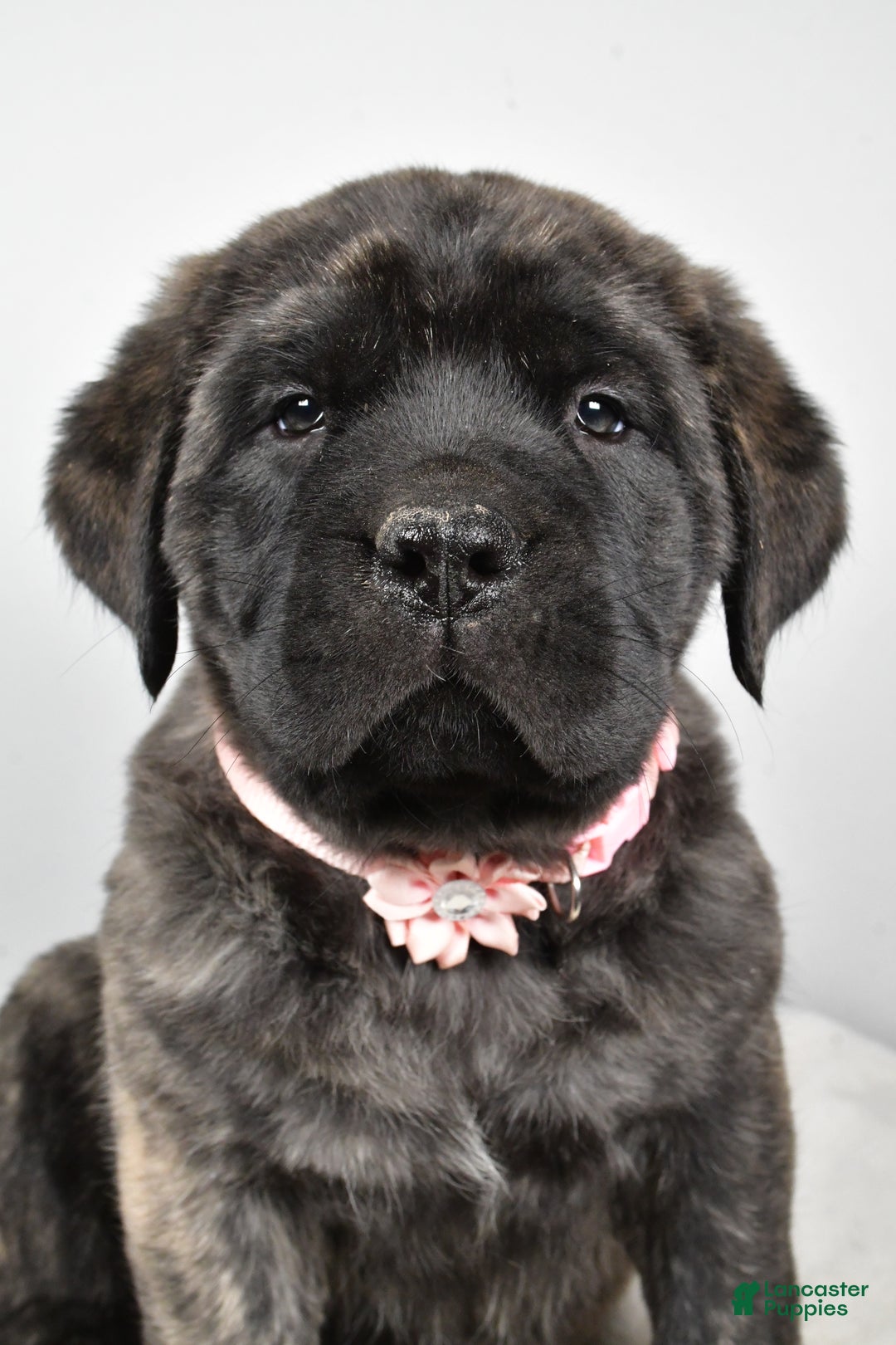 English Mastiff dogs for sale: Sheila - Ad 8