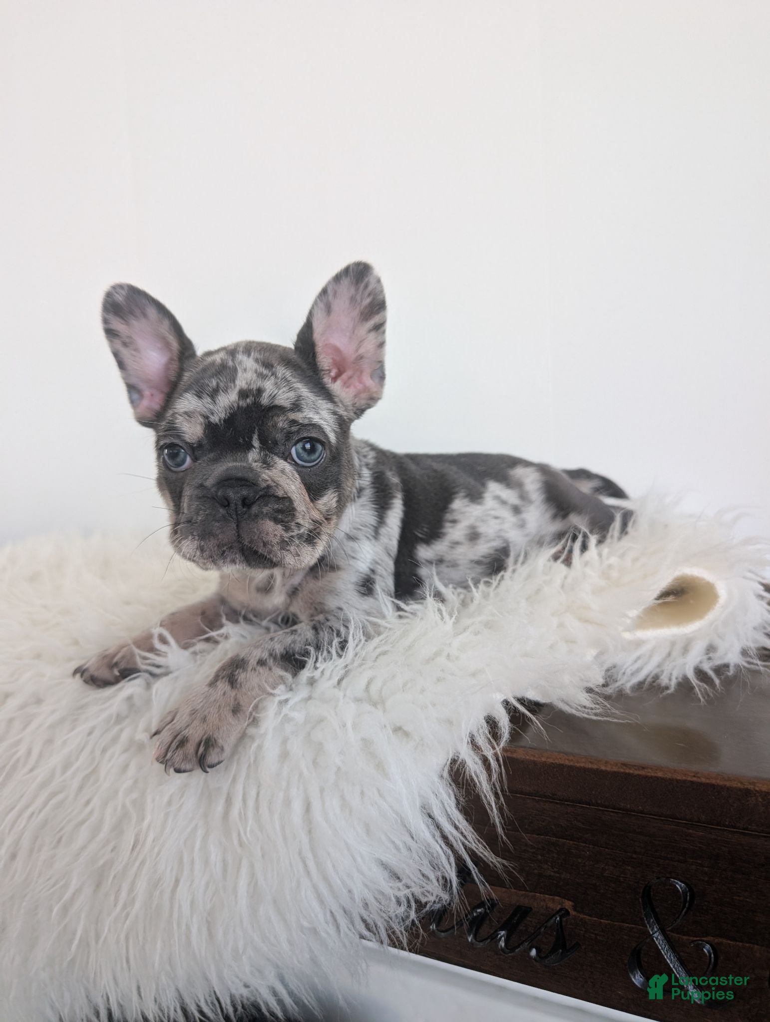 French Bulldog dogs Oliver - Ad 1