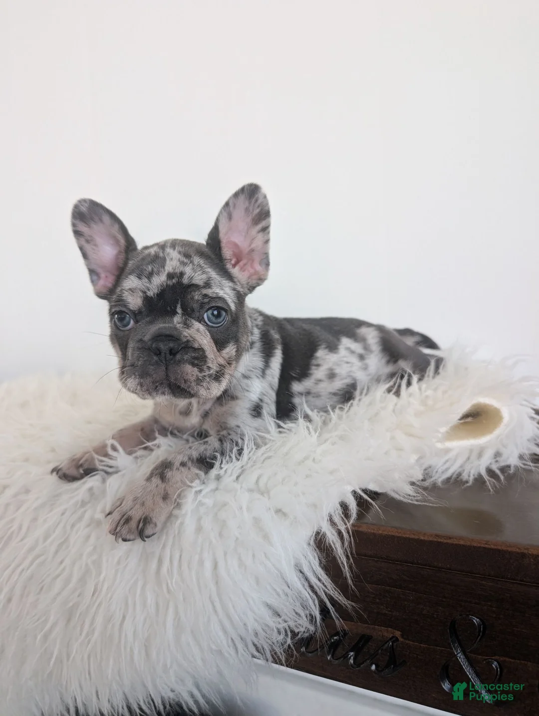 French Bulldog dogs for sale: Oliver - Ad 1