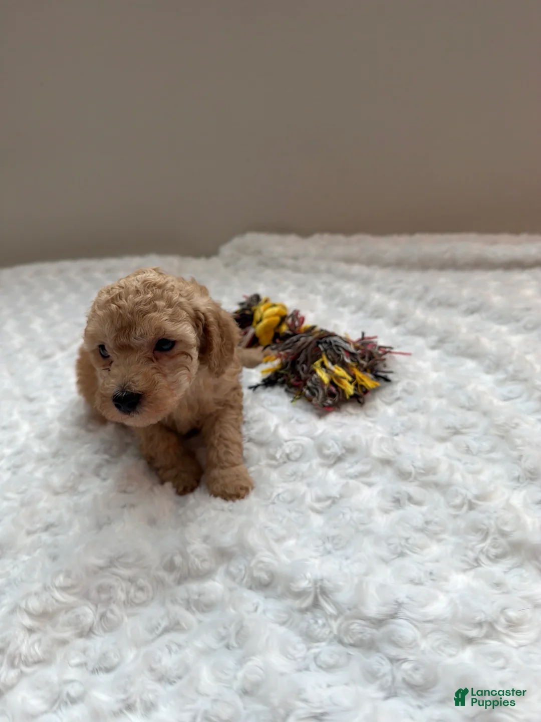 Toy Poodle dogs for sale: Cream toy poodle boy  - Ad 2