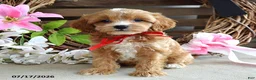 Cavapoo dogs for sale: Max - Ad 3