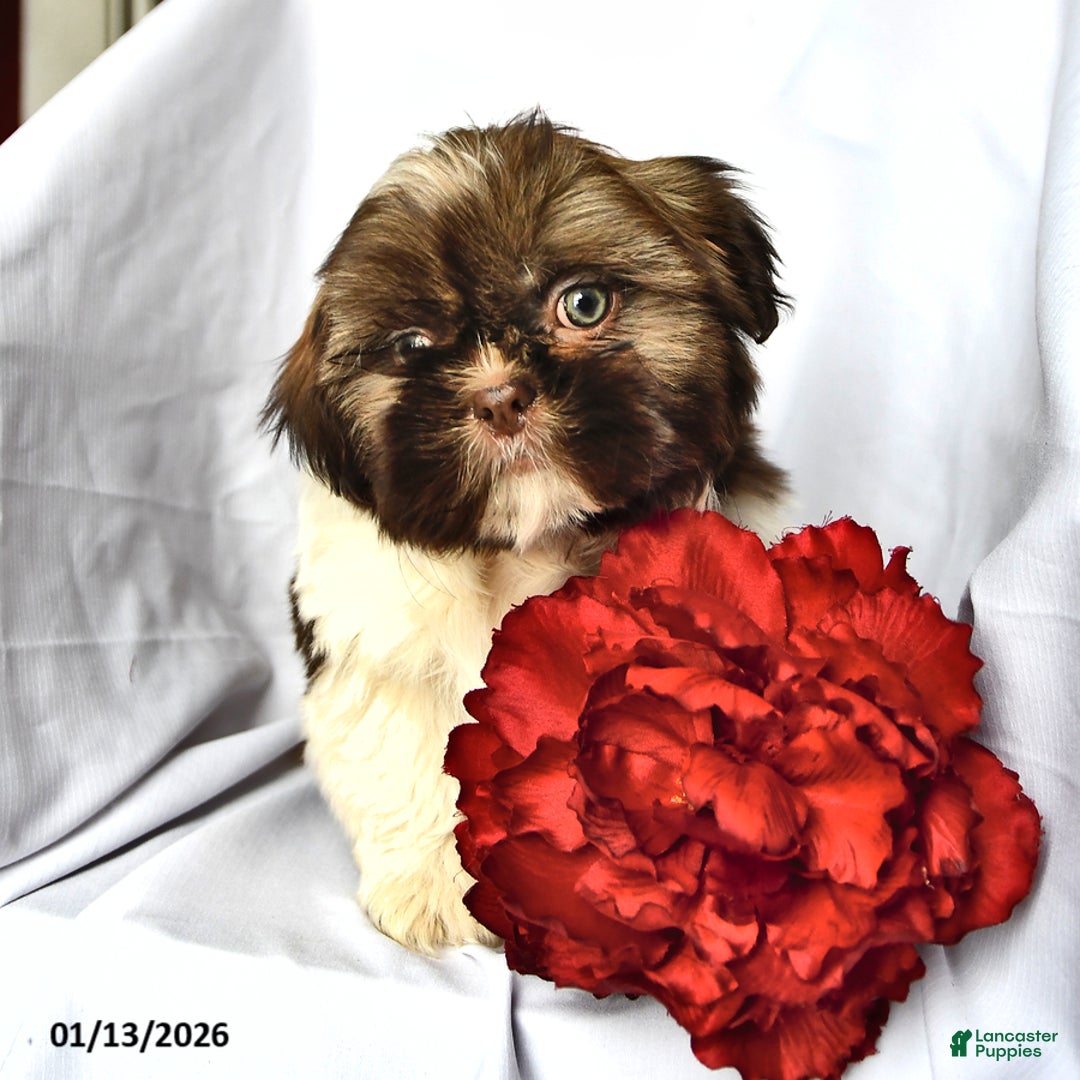 Shih Tzu dogs for sale: Mace - Ad 2