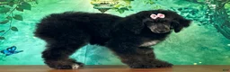 Miniature Poodle dogs for sale: Minnie - Ad 3