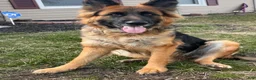 German Shepherd dogs for sale: Rocky (Red collar) - Ad 10