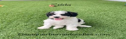 Mini Bernedoodle dogs for sale: Zelda tiny/toy - Ad 3