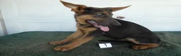 German Shepherd dogs for sale: German Shepherd 1 Niko - Ad 2