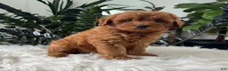 Mini Goldendoodle dogs for sale: Blazer - Ad 4