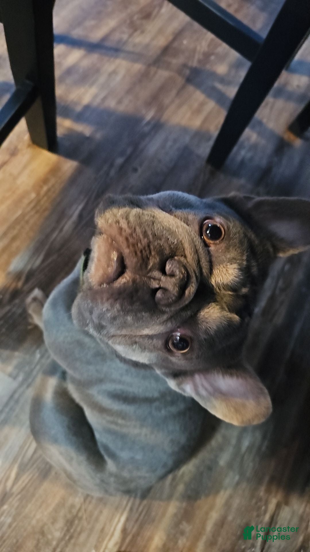 French Bulldog dogs for sale: Leeroi - Ad 3