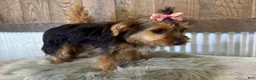 Yorkshire Terrier dogs for sale: Gabby - Ad 2