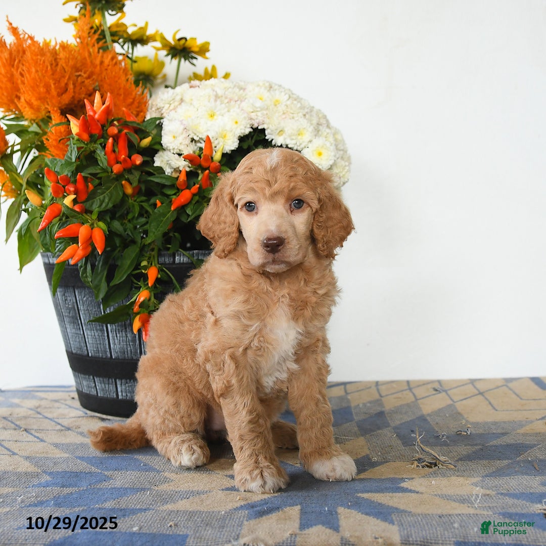 Standard Poodle dogs for sale: Tessa - Ad 2