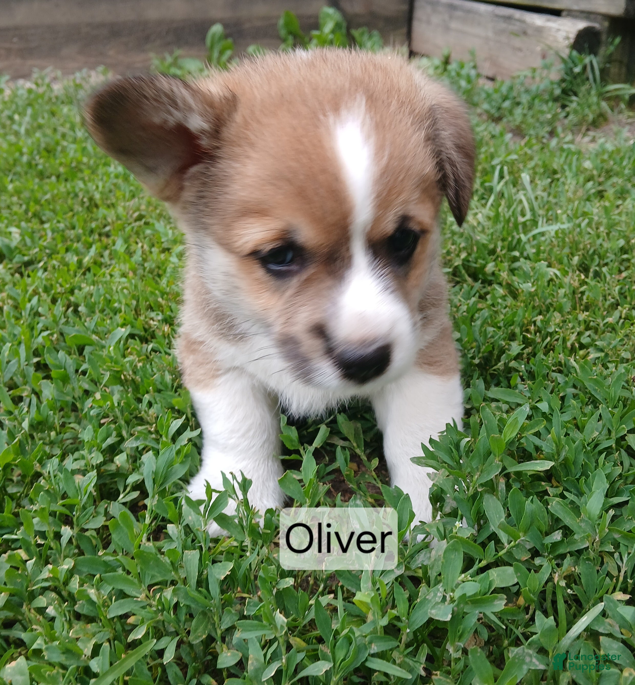 Welsh Corgi Pembroke dogs OLIVER  - Ad 2