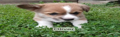 OLIVER 