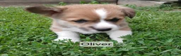 Welsh Corgi Pembroke dogs for sale: OLIVER  - Ad 1